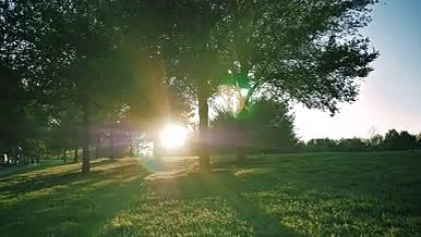 旅行拍摄实拍草地阳光树木视频的预览图